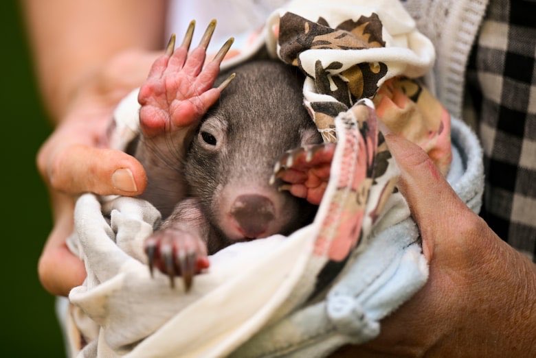 Fiend: “American woman who snatched a baby wombat from its mother leaves Australia” theglobeandmail.com/world/article-…