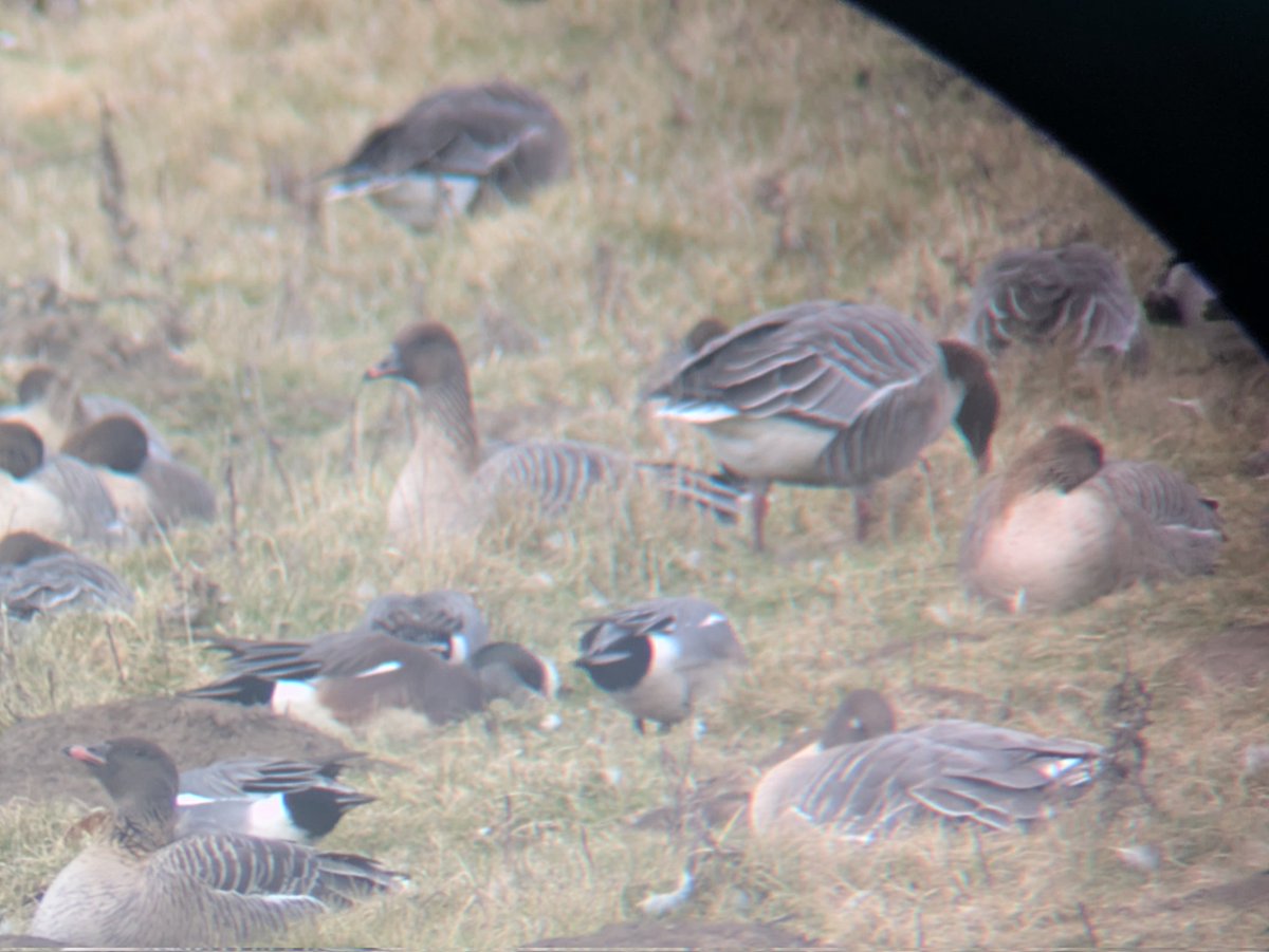 Paul Brook tweet media