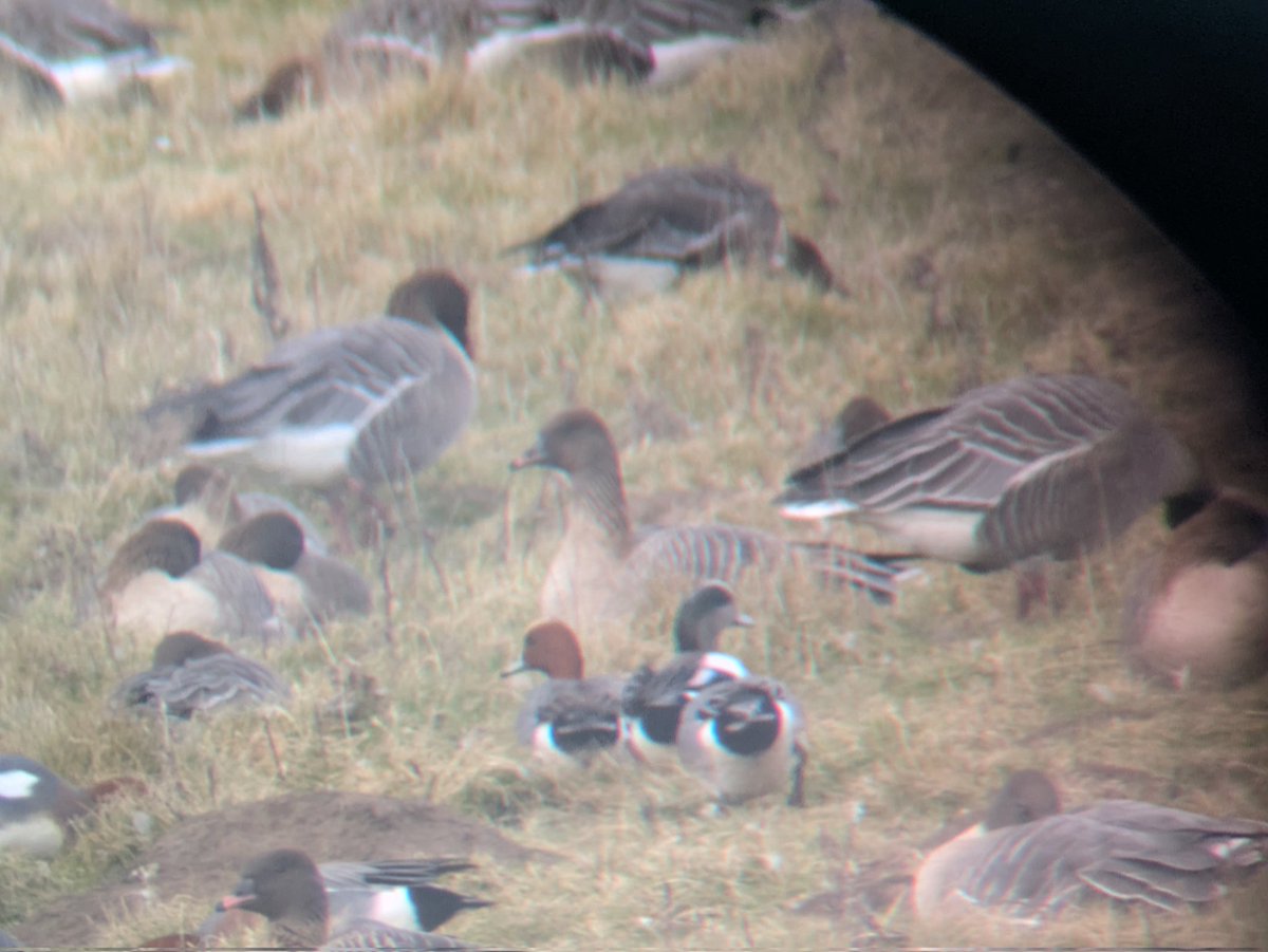 Paul Brook tweet media