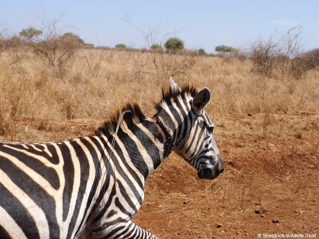 Sheldrick Wildlife Trust tweet media