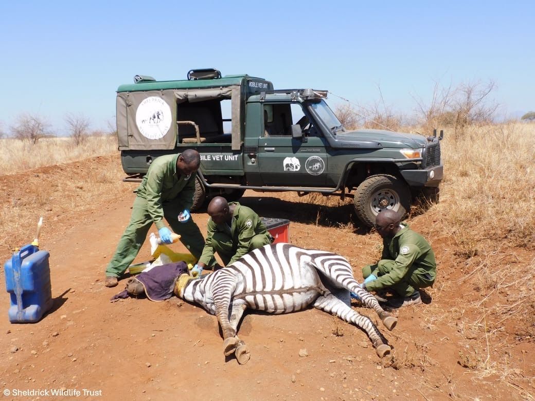 Sheldrick Wildlife Trust tweet media