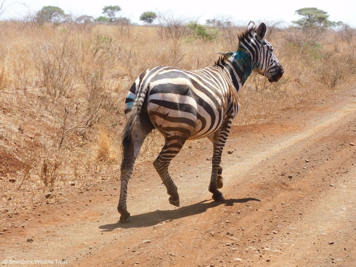 Sheldrick Wildlife Trust tweet media