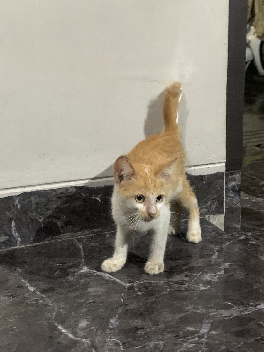 Geuviller's tweet photo. Disamperin Meng di Masjid. :3 https://t.co/TAvyyPBovG