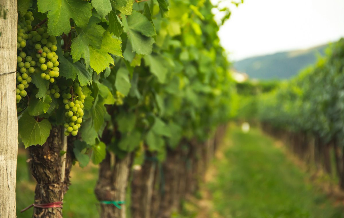 EverWonderWine's tweet photo. Canopy management in the vineyard demands technical expertise and a touch of creativity and intuition. Learn more about the 'art' of canopy management...
https://t.co/S6T59BHkyy
#Wine #WineBlog #ArtofWine #CanopyManagement #WineFacts #WineEducation #WineLearning #WineWeekend https://t.co/LdhrwvjSiD