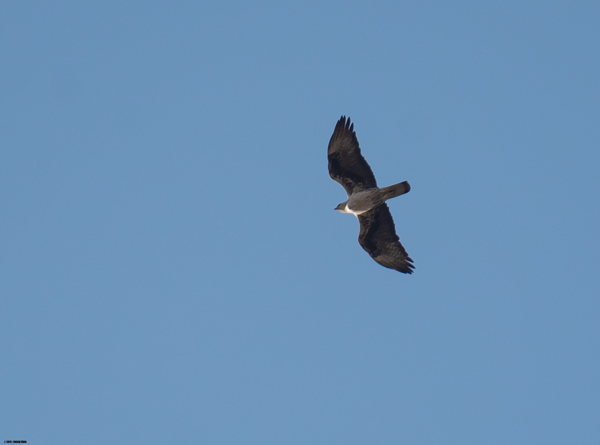 khanshariqind's tweet photo. Bonelli's Eagle, Dhar 

#birds #MadhyaPradesh #dhar #raptors #indore #birdsofmadhyapradesh #birdsofindia #indianbirds #raptorsofindia #birdsofprey #Eagles #bonelliseagle #raptors  #birdsphotography #birdsphotographer #birdsphoto #BirdsSeenIn2025 #aves #birdsup #birdsoftwitter https://t.co/0xJCVukGS5