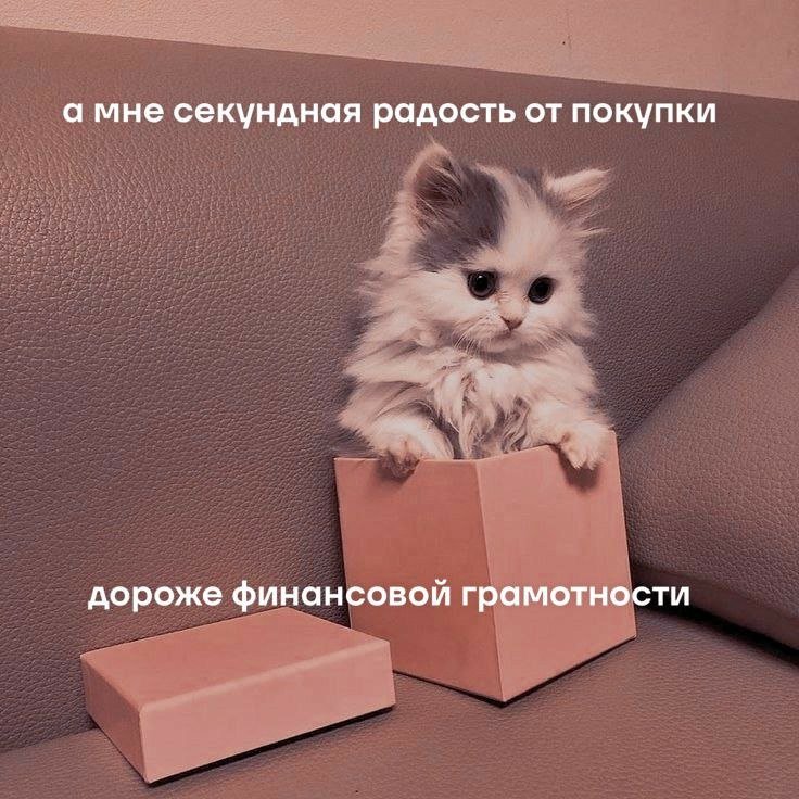 catsilcats's tweet image. 