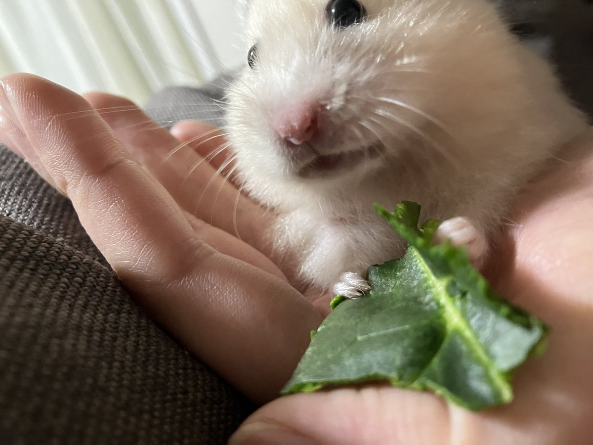 お野菜食べてうまうまって顔してるの可愛すぎる〜♡