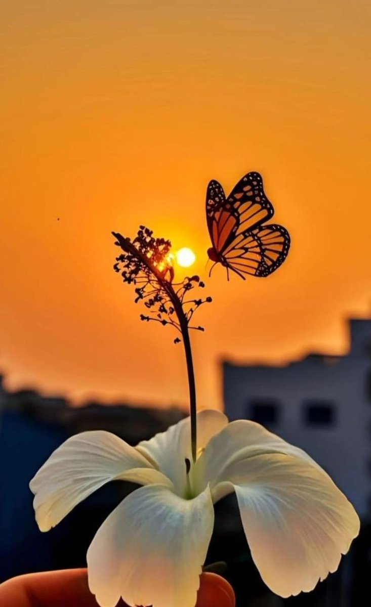 Pollination Begins 🏵️🐦💮🦋