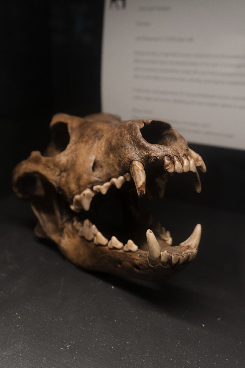 Yorkshire Natural History Museum tweet media