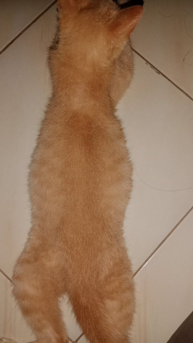 theqseen's tweet photo. ‼️PLEASEE HELP RT AND SHARE‼️
‼️OPEN DONASI KUCING FIP‼️

Bismillah, aku mau open donasi untuk kucingku (milo). Milo sekarang lagi berjuang melawan FIP 

📌 kronologi  
pada Kamis, 13 Maret 2025, Milo dibawa ke puskeswan karena perut membesar, penurunan berat badan, lemas, dan https://t.co/Tzx65Oy6yG