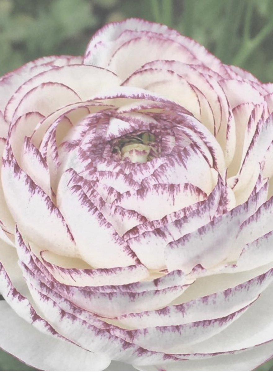 Tantan8325's tweet image. "Why change? Everyone has his own style." - Audrey Hepburn
I perceive in this flower an unadorned beauty. It is an authentic and true beauty, a charm gracefully dwelling in its own essence, with no effort to become something new.
〜undecorated beauty〜
Ranunculus