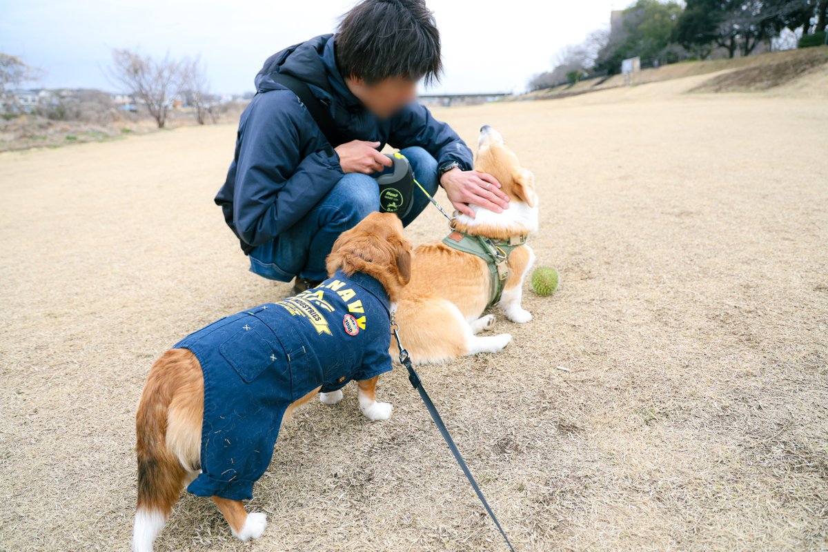 okoge_cogi's tweet photo. なでなで順番待ち
#corgi #コーギー #dorgi https://t.co/JLy5WG6x6J