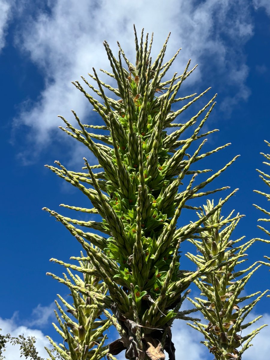 Have you seen the towering inflorescence of Puya chilensis? These magnificent flowering plants are just getting started in the South American Area. This one can be seen in bed 609. The striking chartreuse flowers are unforgettable! #bromeliad #ucbg #botanicalgarden
