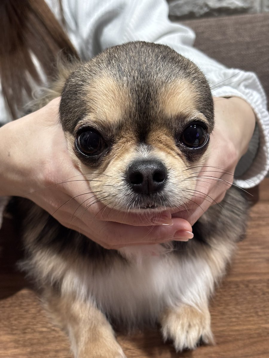 ロングコートチワワです