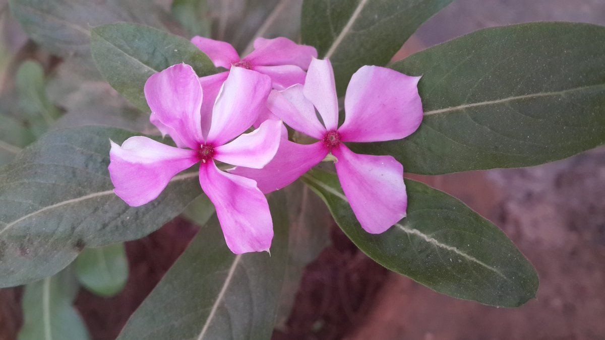vanisou's tweet photo. @8ntmuch #Plants #plantaddict #Gardening #MyGarden #Flowerfromthegarden #flowerphotography #floweroftheday #Flowers #Plantes #Jardinage #MonJardin #Fleurs #pervenche 
📷perso https://t.co/64k3ADrUYi