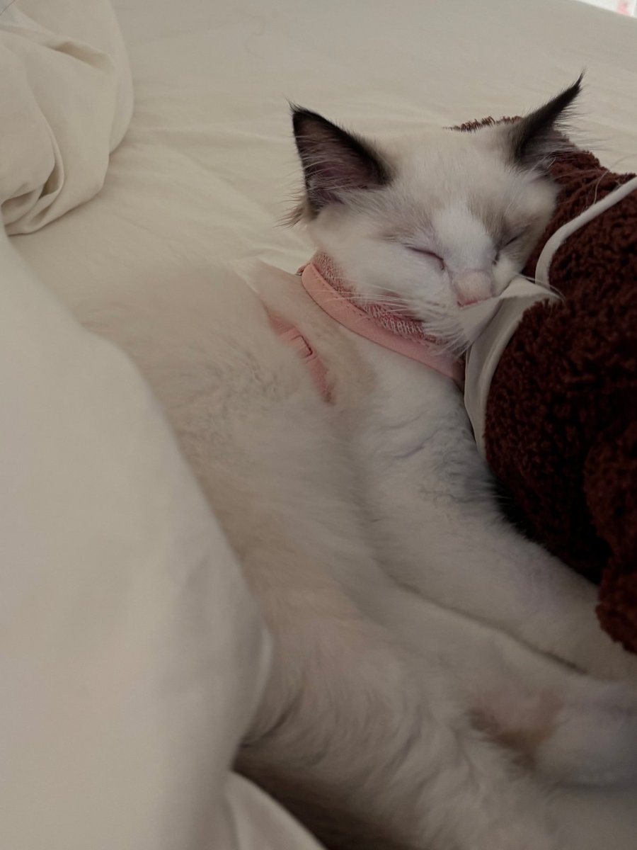 annywithacomma's tweet photo. my girl cat isn’t as clingy as her brother but she still loves me 🩷 https://t.co/XnV6VoSDbv