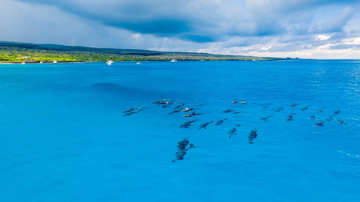 parquegalapagos's tweet photo. ¡La magia del océano nos regala momentos inolvidables!🐬🐬

Durante la ejecución de actividades de manejo en la isla Floreana, el guardaparque Johanes Ramírez, de la Dirección del Parque Nacional Galápagos, tuvo el privilegio de capturar en cámara a una increíble familia de delfines nariz de botella 🐬💙, nadando muy cerca de Puerto Velasco Ibarra.

🔹¡Esta no fue una visita cualquiera!

Se trata de una familia de más de 100 delfines, que habita en los alrededores de Floreana y que, cada cierto tiempo, nos recuerda su presencia con estos espectaculares encuentros. 🌊✨

Estos inteligentes y carismáticos delfines son el testimonio de la vibrante biodiversidad que alberga nuestras islas Galápagos. 

📸 ¡Mira las imágenes y comparte este maravilloso momento con el mundo! 🌍💙

#Galápagos #naturaleza #conservación #regalosdevida #bellezanatural
#ParqueNacionalGalápagos

@Ambiente_Ec