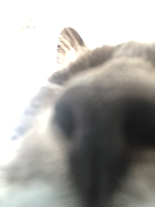 CatsWhichAreAbnormallyCloseToCameras tweet media