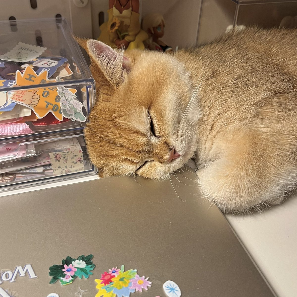 กลับมาเติมแงวแล้ว 😋🤲🏻 ิิ