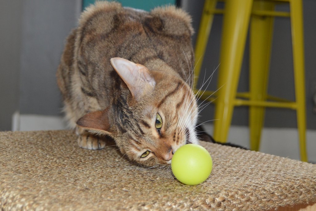 It's a cat thing. tinyurl.com/2b42ec2a