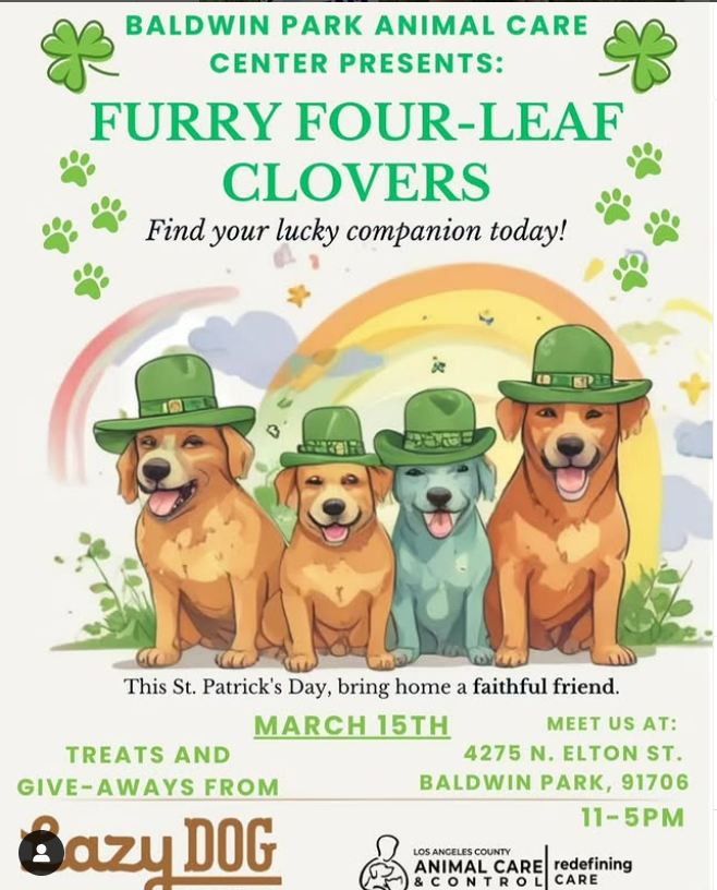 🆘💔🆘How much do you love CHAMP? 3 yo, 80 lbs, you won't find a better English Bulldog. Available RIGHT NOW Sat 3-15 at Baldwin Park California Saint Patty's Day adoption event. Going on till 5 p.m.
#A5679395