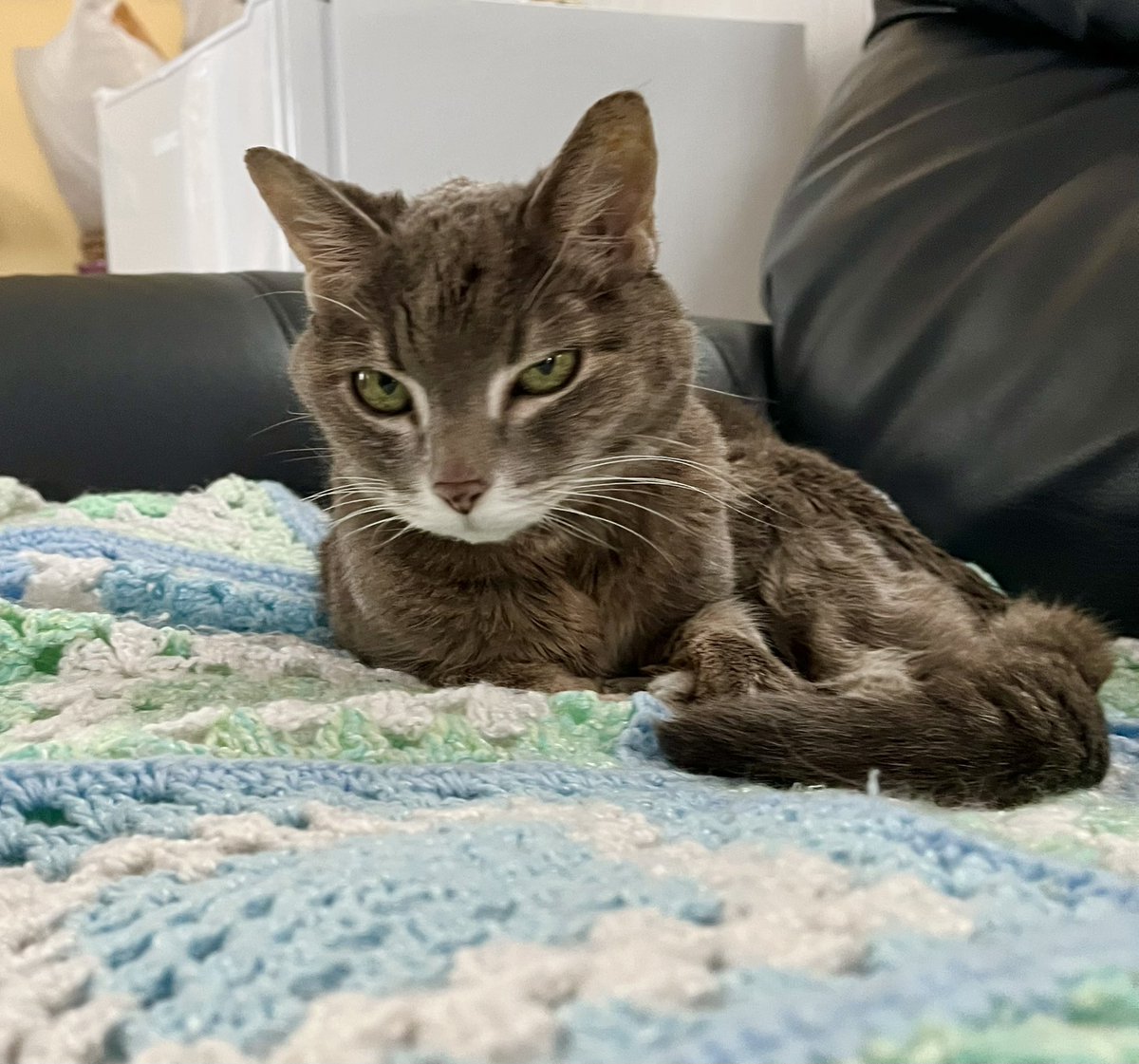 Miss Hissy Pissy tweet media