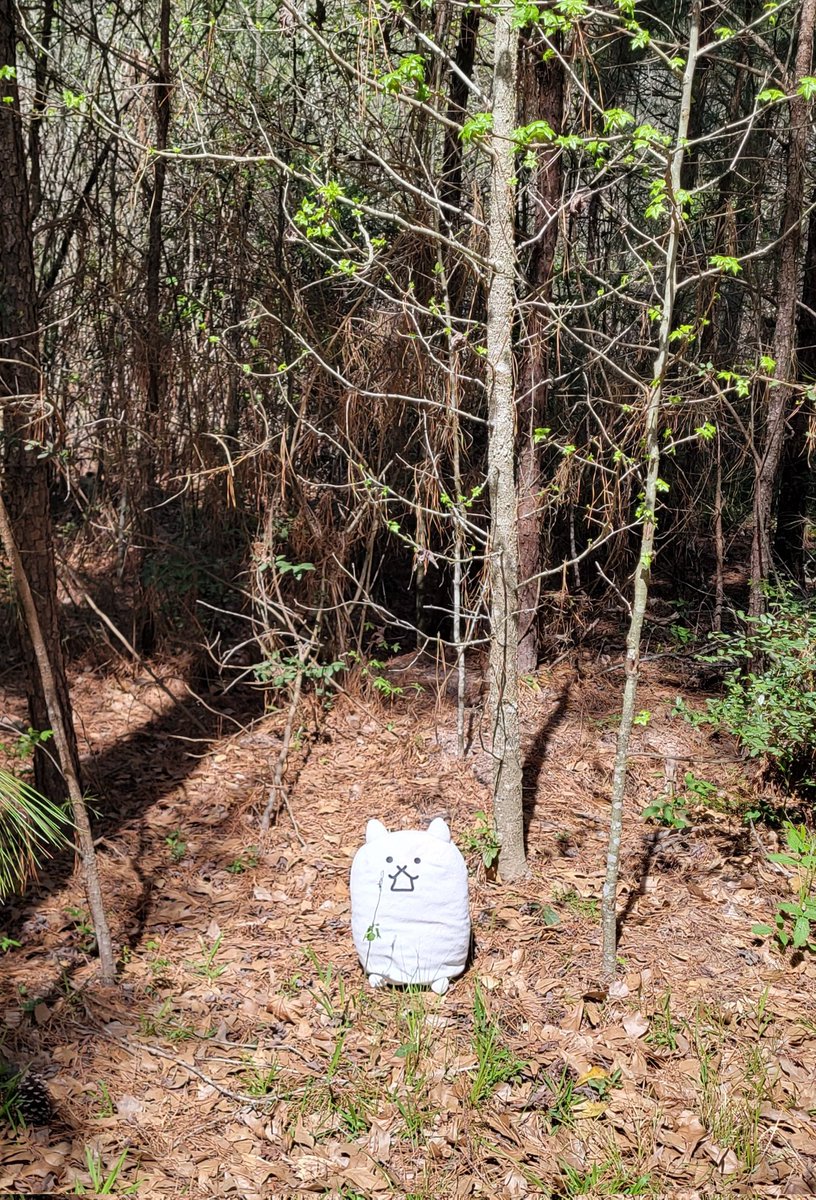 Was exploring the forest and found a creature in the wild.