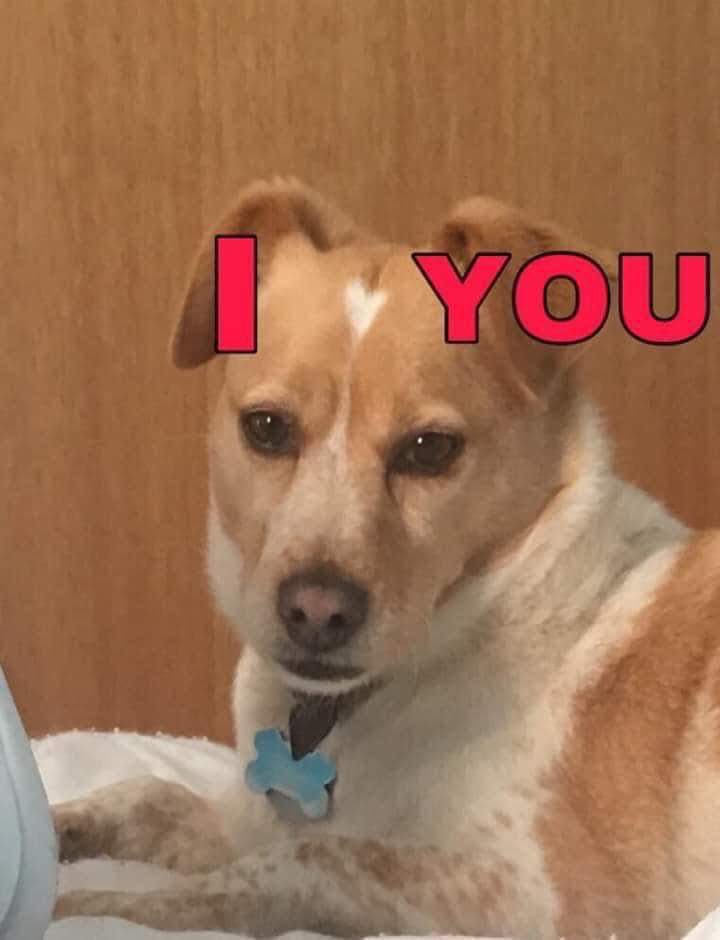💖 (@twaniimals) on Twitter photo 