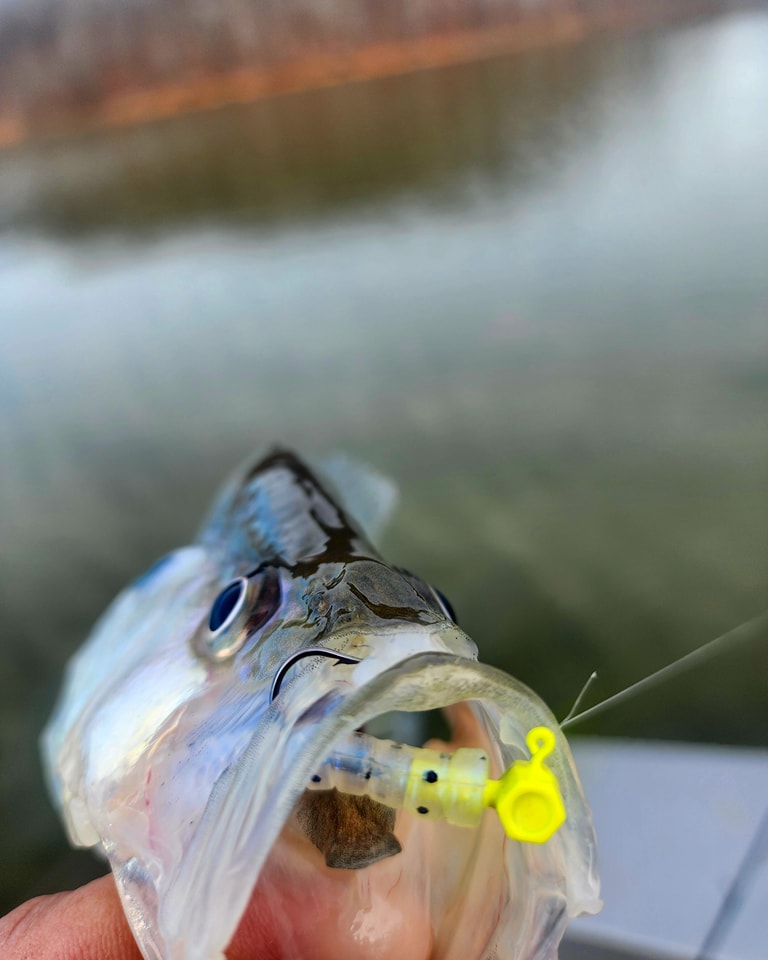 CrappieNow's tweet photo. Adding a little scent to your presentation is a great way to attract more bites and land more fish. Thanks to Eye Hole Jig!  

https://t.co/OZ6WLbvWnI

#EyeHoleJigs #CrappieFishing #FishingGear #MoreBitesMoreFish #BaitUp #CatchMoreFish #FishingEssentials https://t.co/cqgAVo7k10