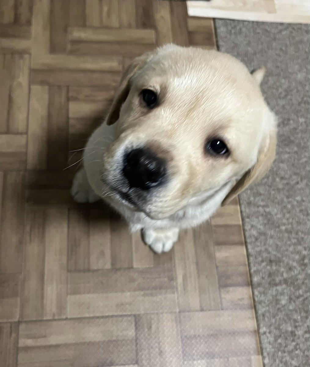 皆様　おはようございます♪
昨日　お迎えしましたcocco(コッコ)♂です
よろしくお願いします