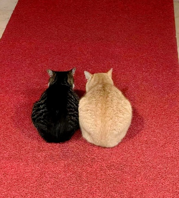These cats got a better red carpet treatment than Marco Rubio did in Canada.