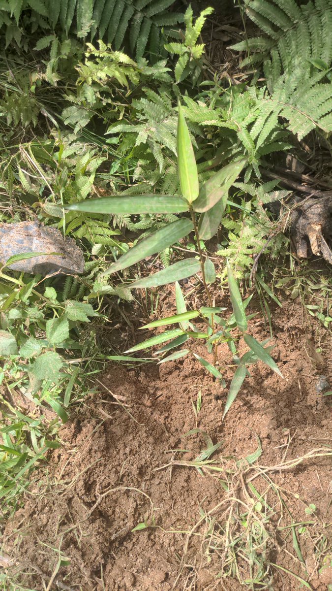 Forest of Hope (FHA) tweet media