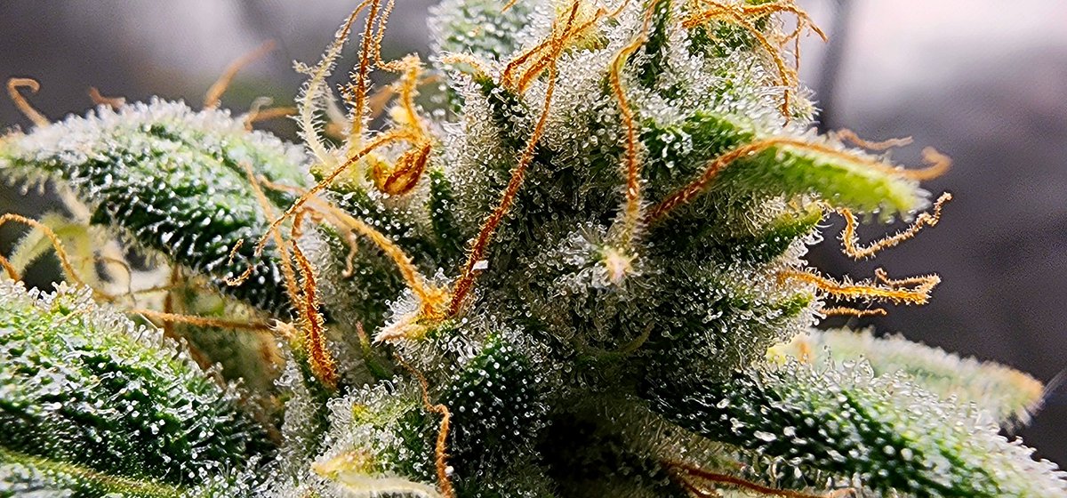 stealthmode204's tweet photo. Day 67 - Trich City pt 2
3BOGxMS - L High School Yummies - R
#remonutrients #growtent #homegrow #autoflowers #cannabis #cannabiscommunity #microgrowery #indoorgrow #showyourgrow #mephistogenetics https://t.co/o51UySK0fB