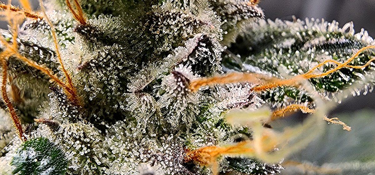 stealthmode204's tweet photo. Day 67 - Trich City pt 2
3BOGxMS - L High School Yummies - R
#remonutrients #growtent #homegrow #autoflowers #cannabis #cannabiscommunity #microgrowery #indoorgrow #showyourgrow #mephistogenetics https://t.co/o51UySK0fB