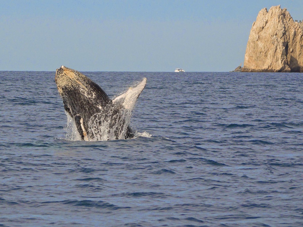 CaboREMagazine's tweet photo. 📷 Simply stunning! It was a spectacular day on the water witnessing these majestic creatures in their natural habitat! #Whale, hello there! 📷 https://t.co/OWT4pprh5M | #CaboLife #Cabo #loscabos https://t.co/IdwyyfjodU