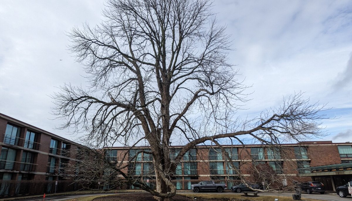 PecFarm's tweet photo. The Illinois Big Tree Register is being tidied up and brings a reminder of how many champion trees are around us, including two national champion trees in DuPage County. https://t.co/qHdWC3OHuV https://t.co/ZW10busQ2O