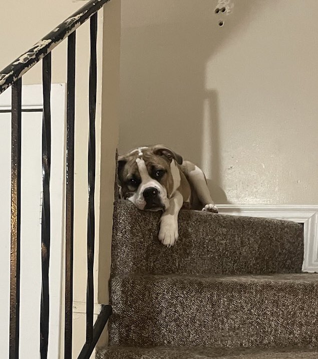 howes_pat's tweet photo. @bunsenbernerbmd Dozer says hello! He was about 6 months old here. https://t.co/hDNYUSJsLn