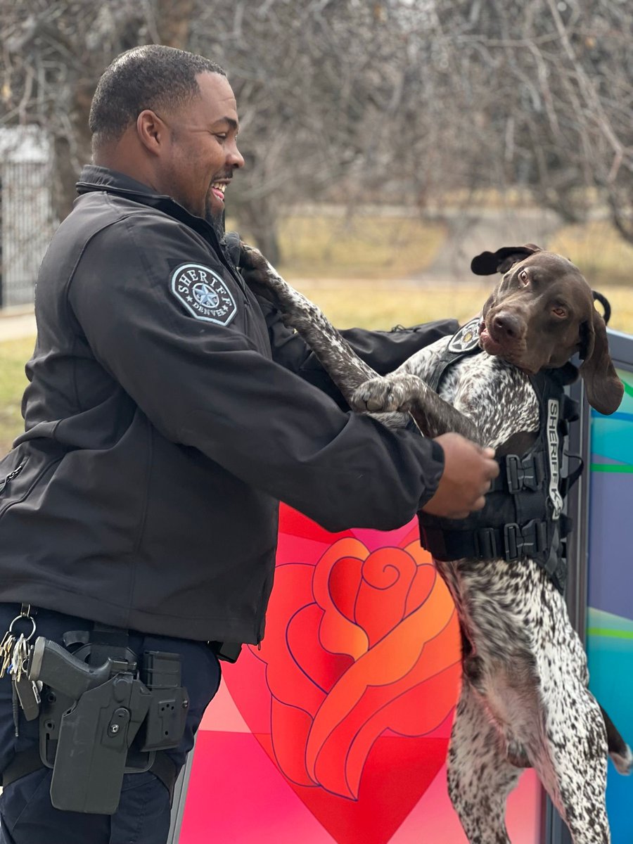 DenverSheriff's tweet image. K9 Gunner is not opposed to some silliness. 😋 #SaturdaySparkOfJoy #DSDEst1902 #WorkingDogsOfTwitter