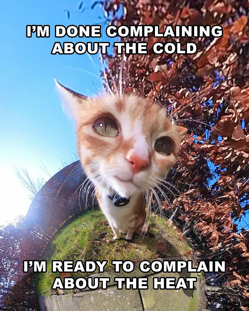 LiterallyMeCats (@literallymecats) on Twitter photo 