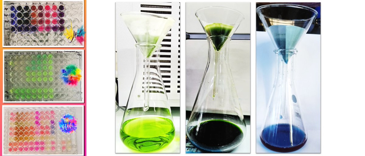 Asha23857653's tweet photo. For most, Holi is a one-day festival, but we celebrate it often in our lab! 🌈🔬 From solvent extracts to microbial colors, every hue has a purpose. These Colors of Science are not just vibrant but meaningful—working toward solutions for a better future. Happy Lab-Holi! 🎨🧪✨ https://t.co/FVoX17xqGI