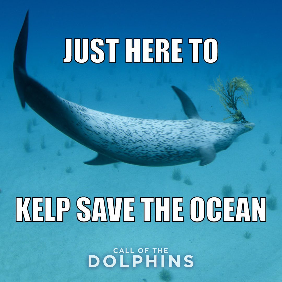 Need weekend plans? You should dolphinitely come see the newest nature film at IMAX! 🐬 tnaqua.org/imax/call-of-t…