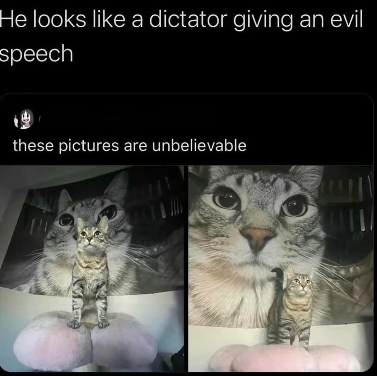 PunchingCat's tweet photo. https://t.co/LtZu7NgmHz