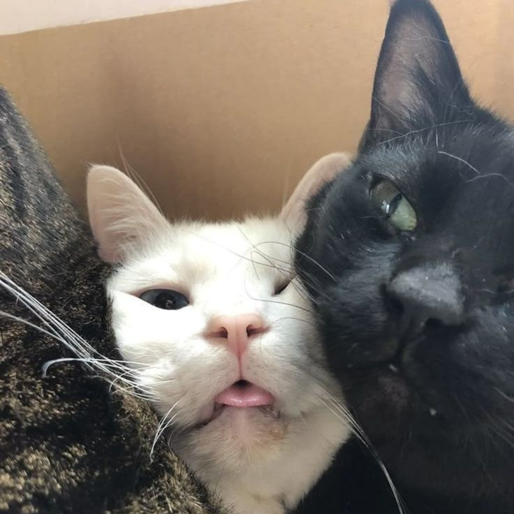 meowsjoy's tweet image. Did you know kittens should stay with their mom until at least 12 weeks old? Early separation can affect their social skills and behavior—let them learn the ropes from mom first! 🐾 #CatCare #KittenTips
