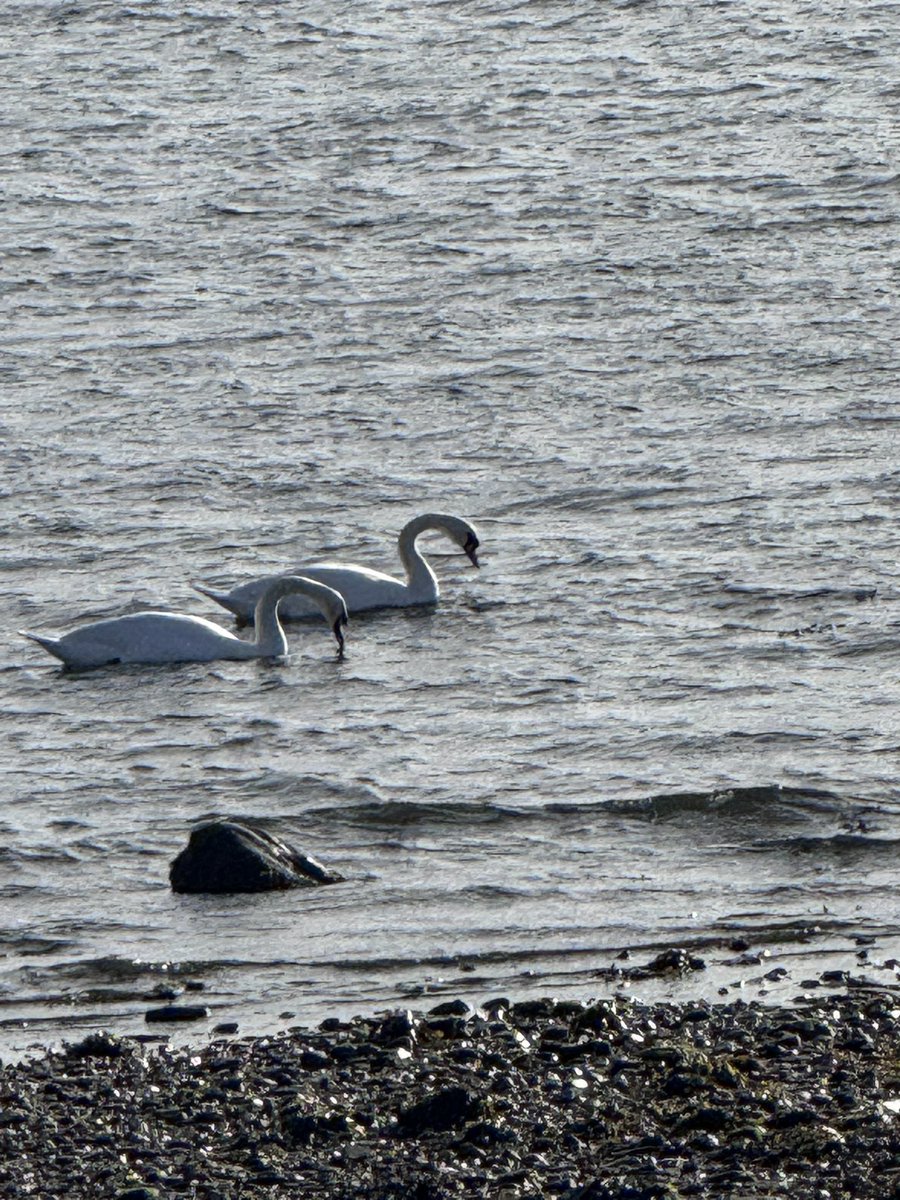 Coffee with a side order of submarine. First time I’ve ever seen one on the Clyde and I really wish we didn’t have the UK WMD’s up here. I also saw swans and had a lovely trip to a fabulous fabric shop with a proper haberdashery in search of the perfect button.