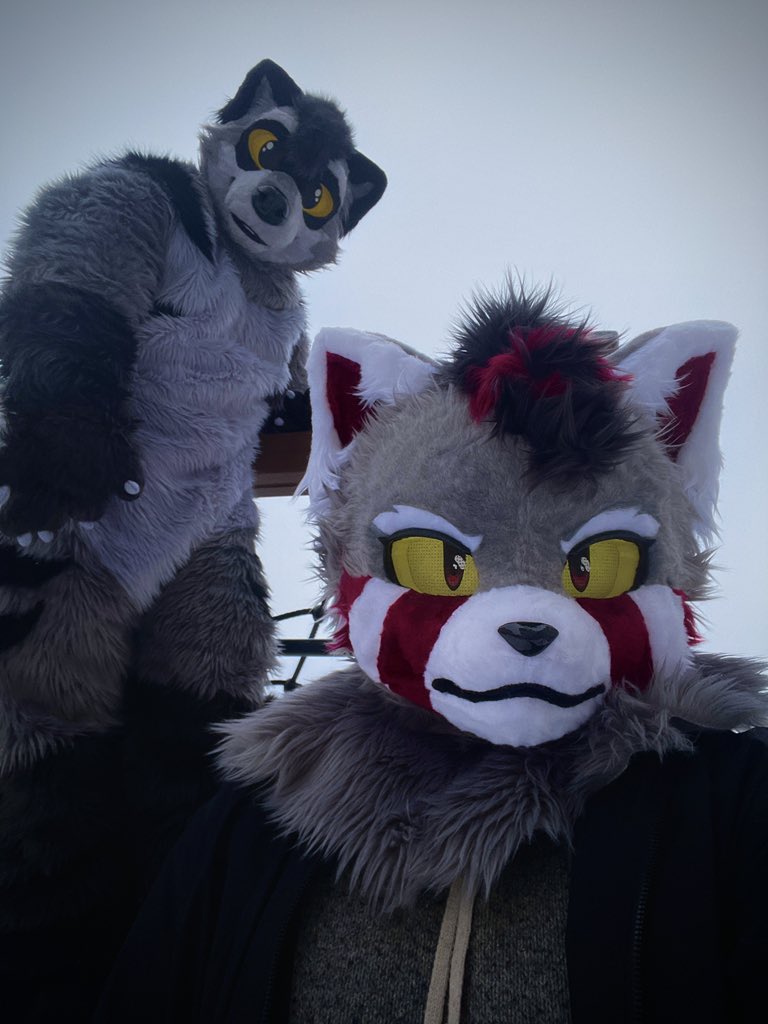 roykh_exe's tweet image. Just looking at the cutest thing in the world with @bndtrccn 

#furry #FursuitFriday