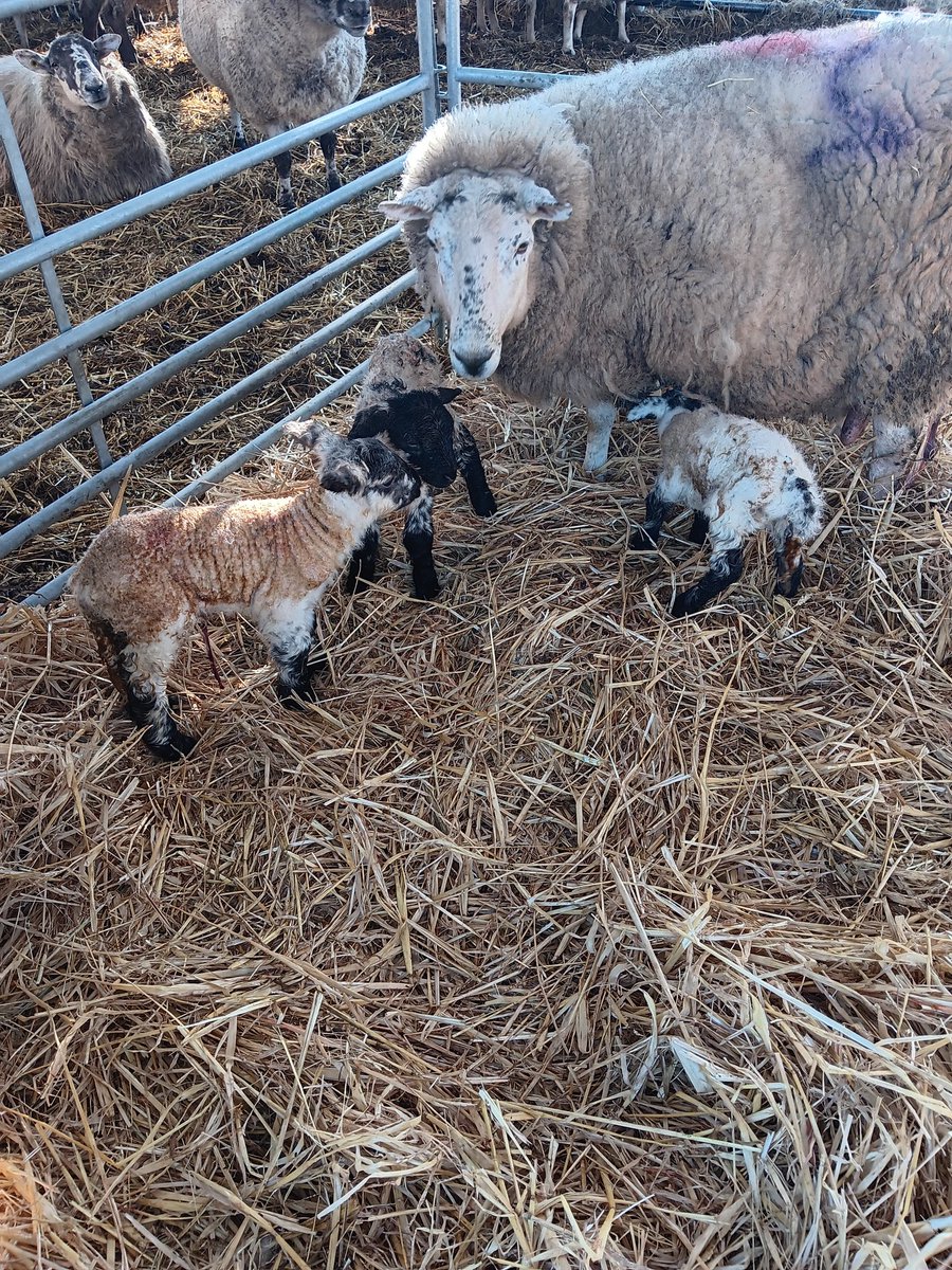 What a way to start the day!!! Neighbours first triplets!!