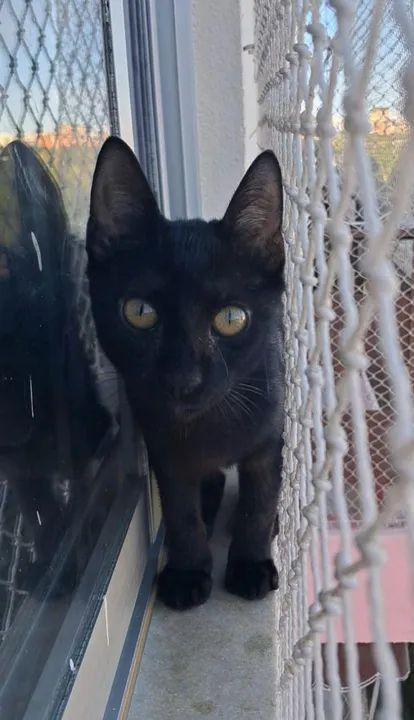 poptime's tweet photo. Vitória de "Flow" no Oscar aumentou consideravelmente a procura pela adoção de gatinhos pretos, informa pesquisa 🐈‍⬛💞 https://t.co/4pMIG7BtnT