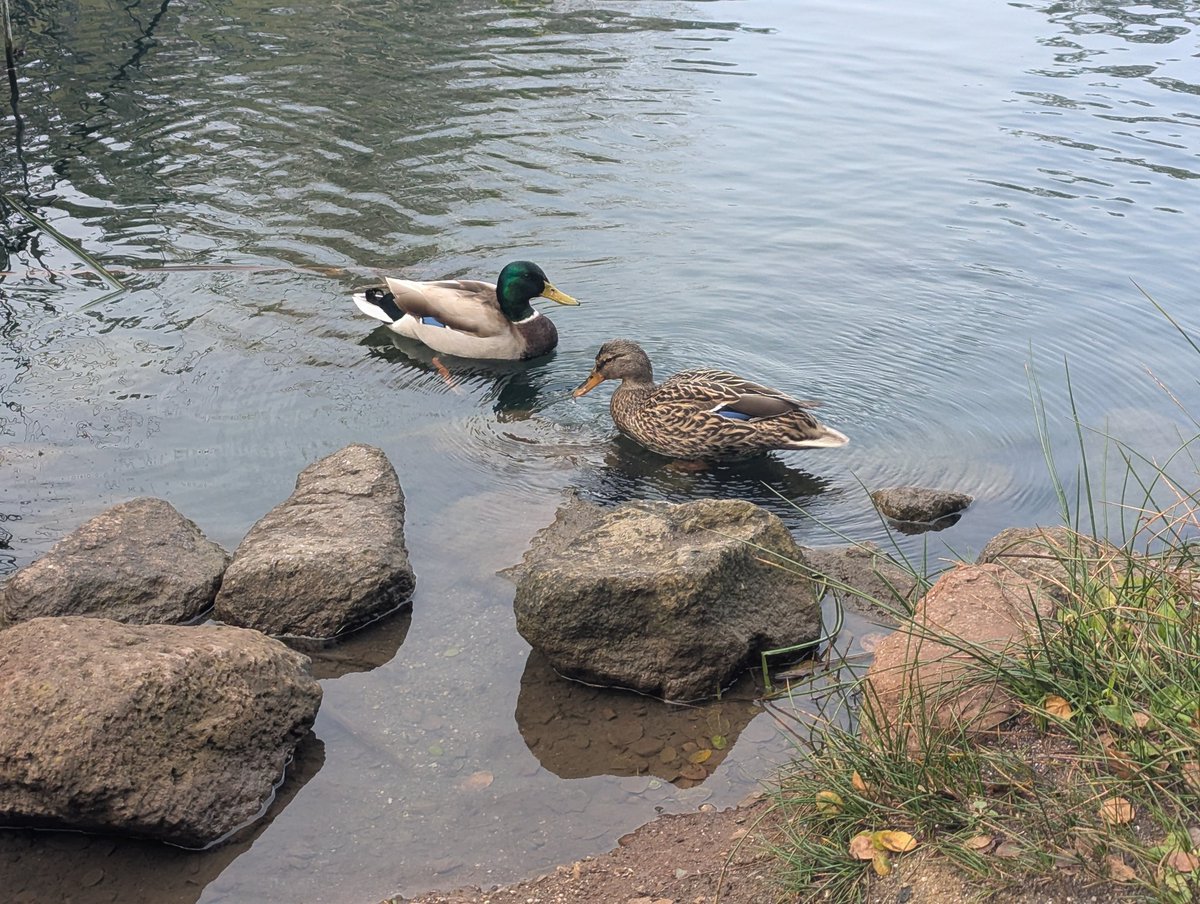 👩💻 Paige Bailey tweet media