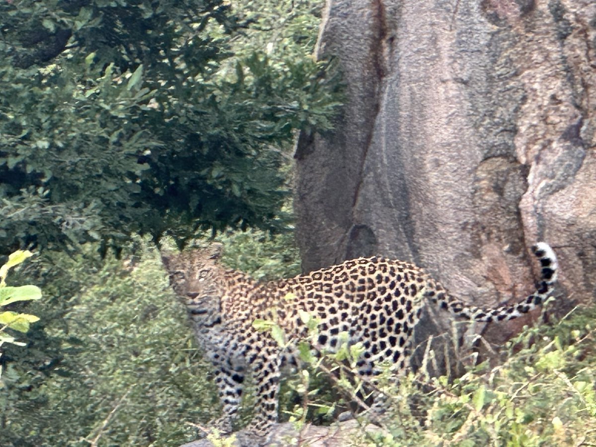 Romchaleeja's tweet photo. What an amazing experience to meet the famous big 5 at Kruger national park this weekend 😍 we saw so many elephants 🐘 and other lovely animals and birds #SouthAfrica #krugernationalpark https://t.co/7m93ymU0p9