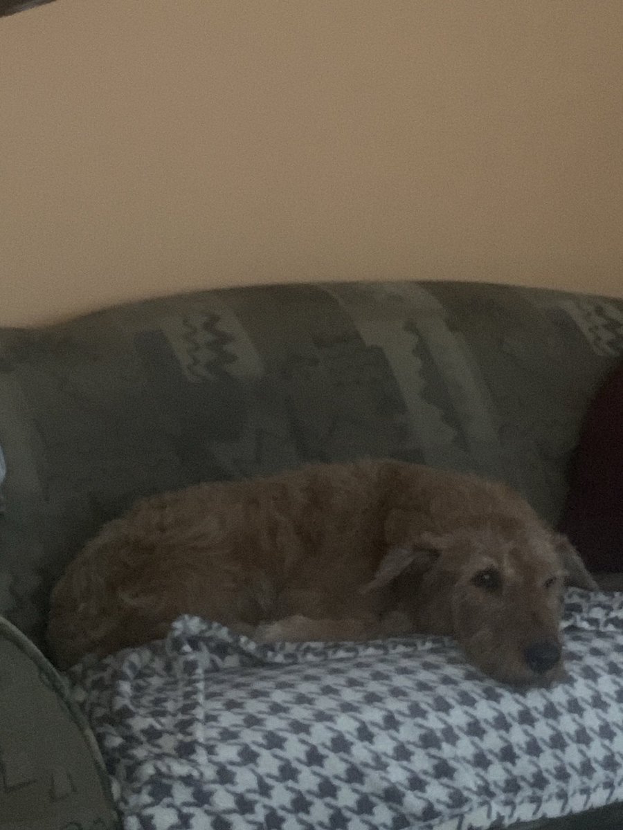 DublinIrishPup's tweet photo. Pals it’s cold and wet here namaste inside 🙏🥱🤗❤️#couchtime 🛋️☘️🐕 https://t.co/iy8pUdC11D